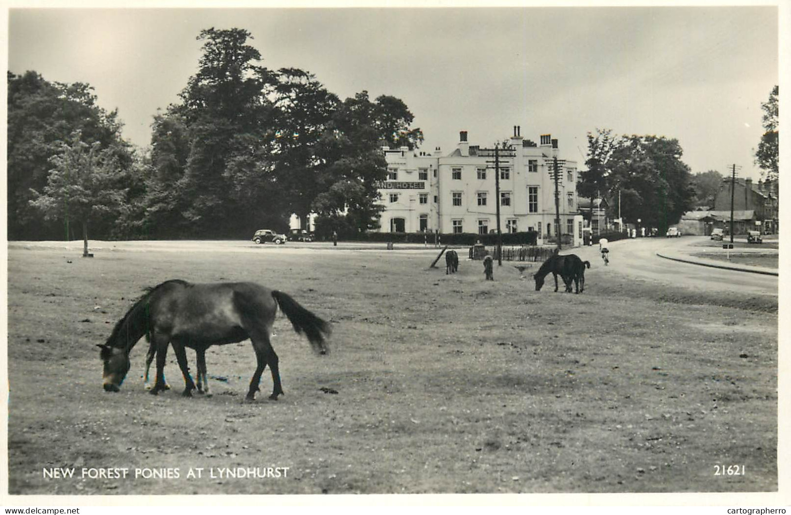 England Lyndhurst New Forest Ponies - Andere & Zonder Classificatie