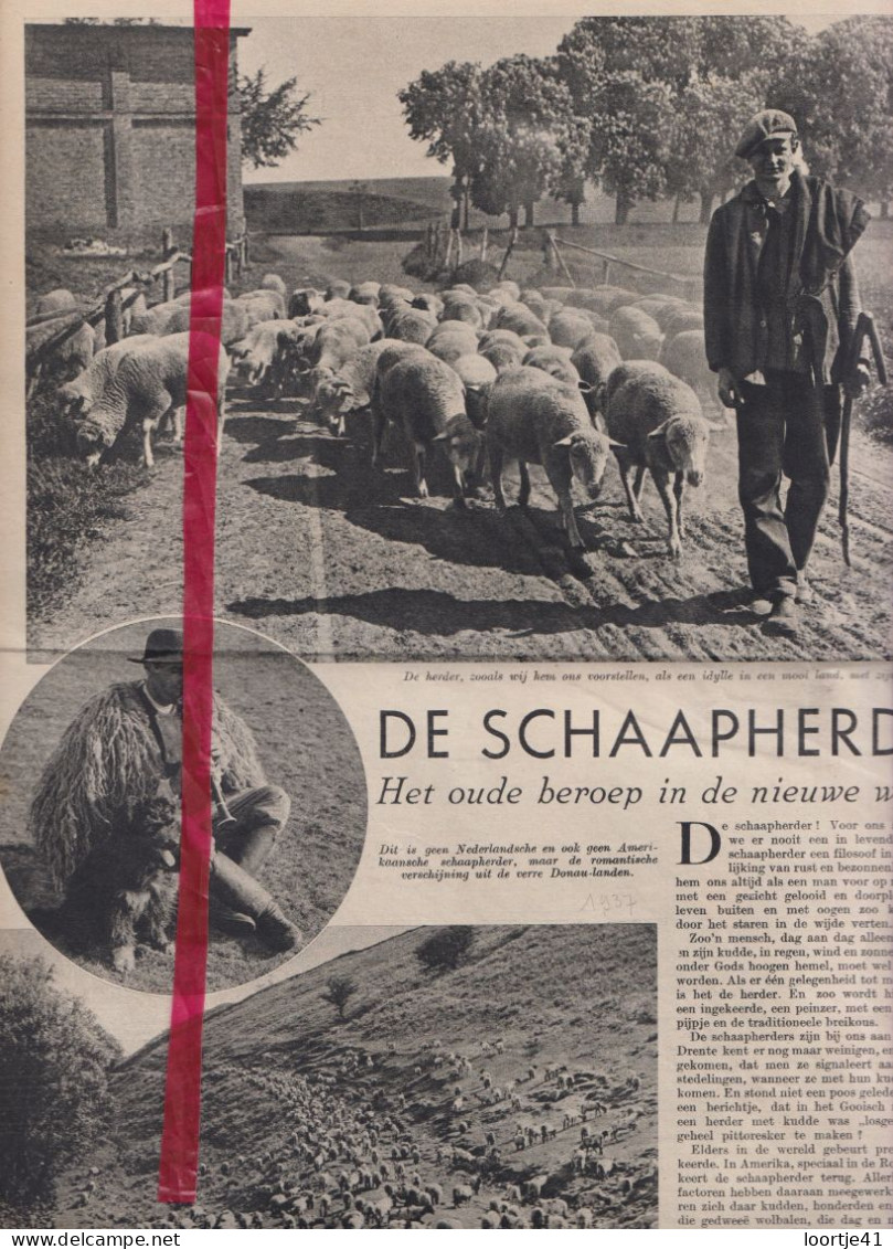 Artikel - De Schaapherder - Orig. Knipsel Coupure Tijdschrift Magazine - 1937 - Unclassified