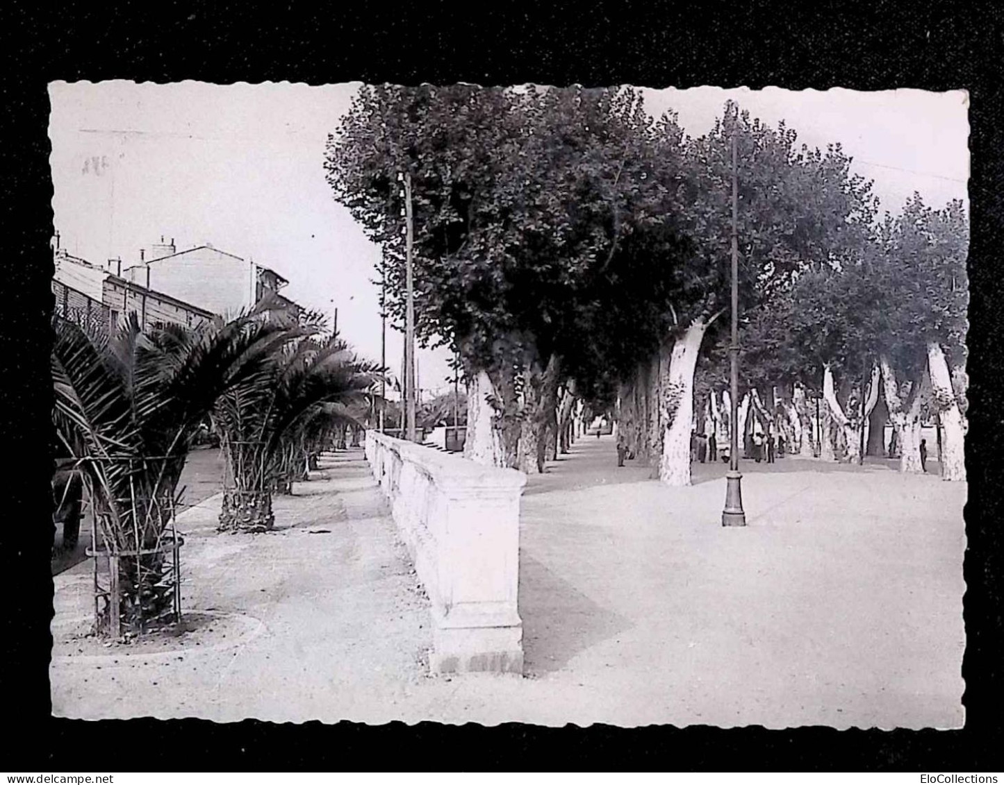 Cp, 66, Perpignan, Les Palmiers Et L'allée Des Platanes, Voyagée 1957, Ed. Narbo, N° 8 - Perpignan