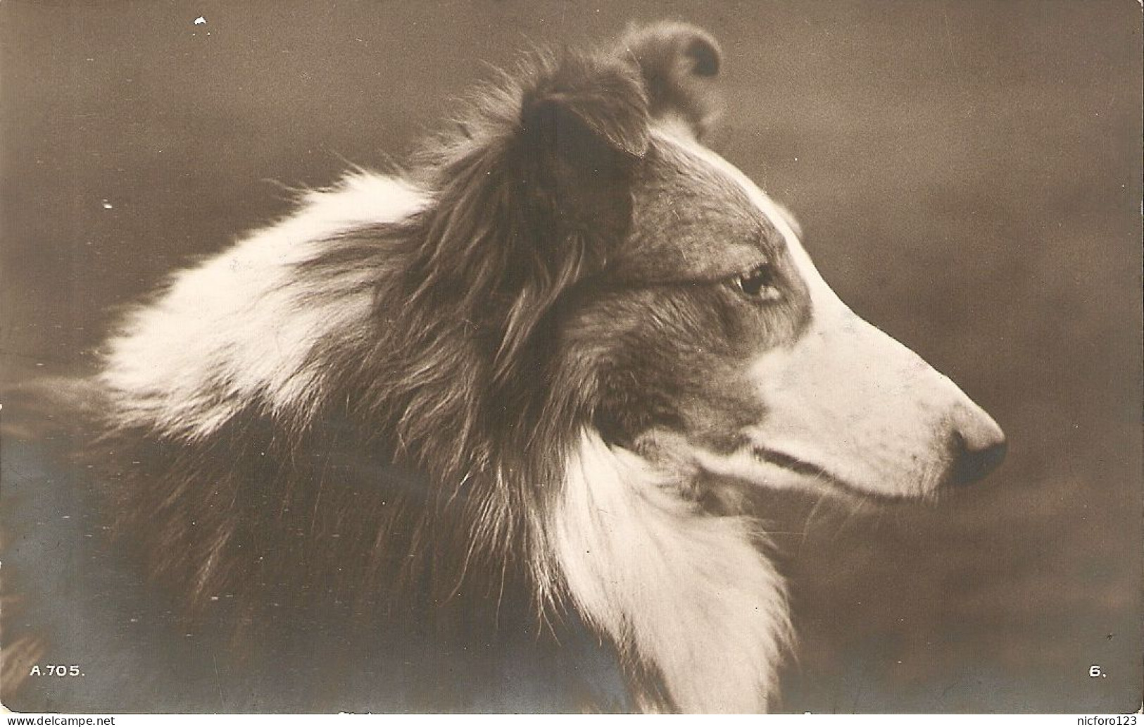 "Head Of Dog" Old Vintage English Photo Postcard - Dogs
