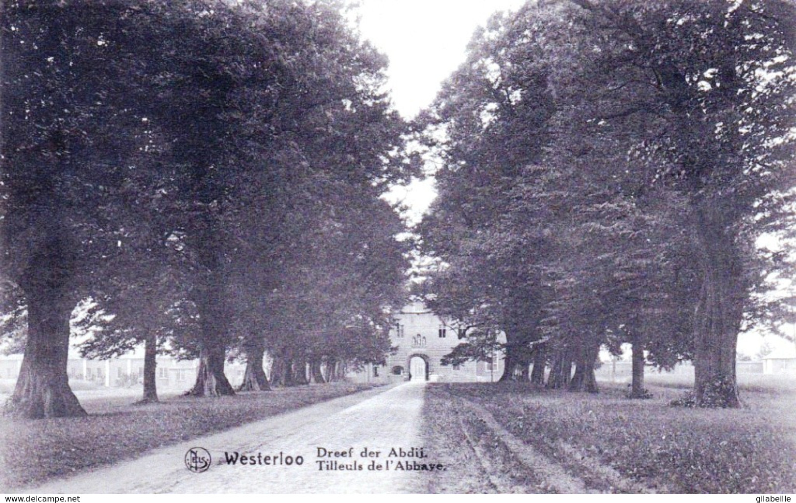 WESTERLOO -  Tilleuls De L'abbaye - Dreef Der Abdij - Westerlo