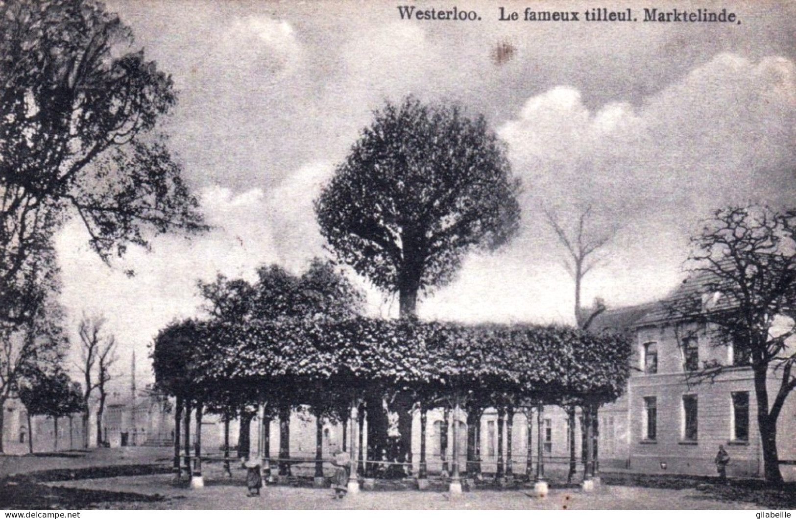 WESTERLOO -  Le Fameux Tilleul - Marktlinde - Westerlo