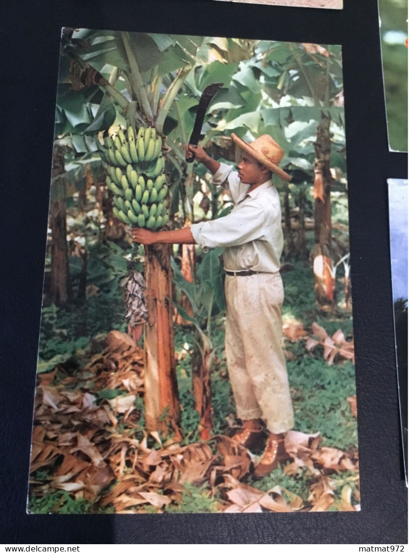 LOT 2: 5 Cartes Postales Anciennes De MARTINIQUE. Bon état. - Otros & Sin Clasificación