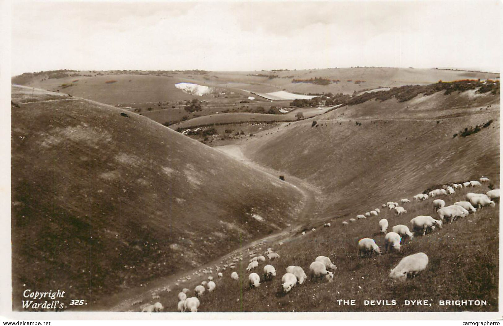 England Brighton Devils Dyke Sheep Flock - Brighton