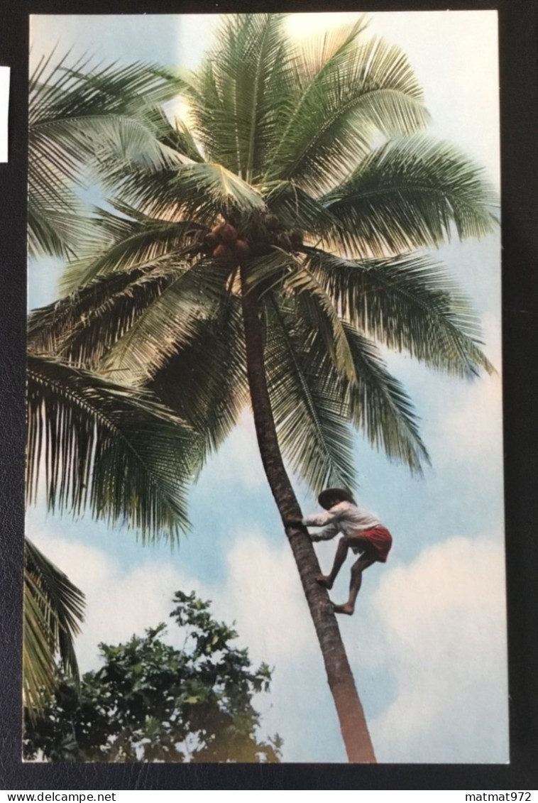 LOT 3: 5 Cartes Postales Anciennes De MARTINIQUE. Bon état. - Otros & Sin Clasificación