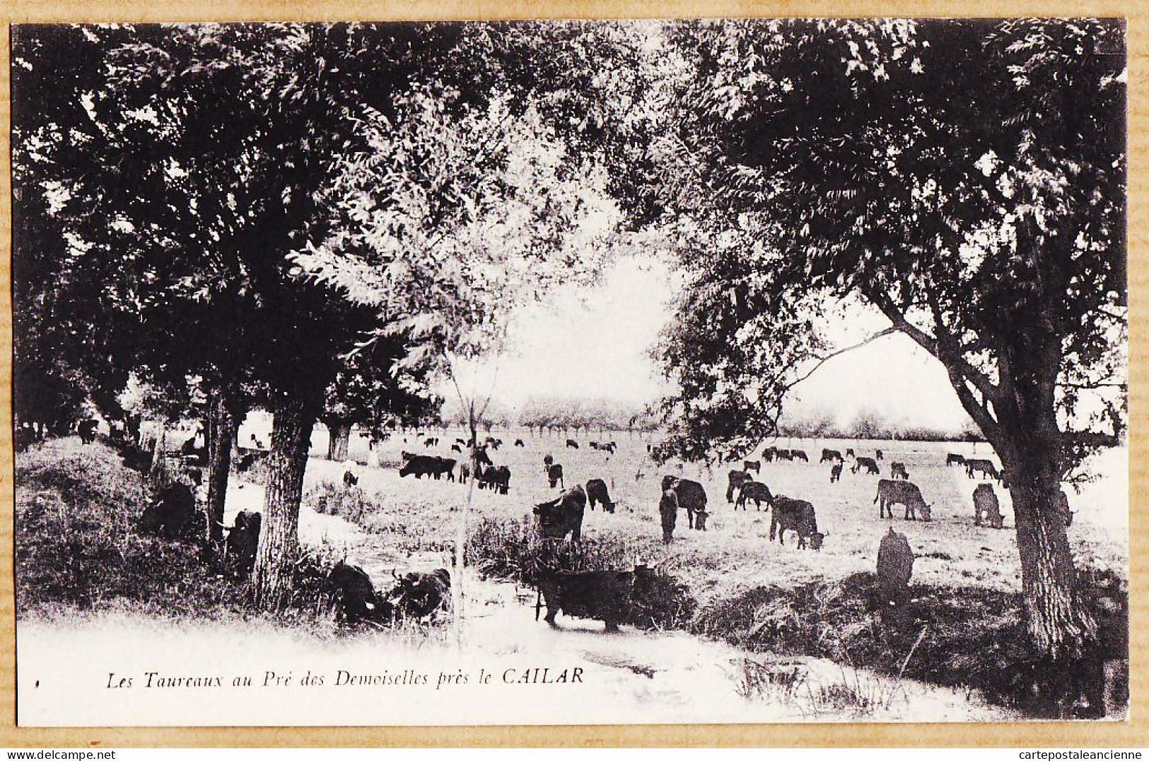 09744 / ⭐ Près LE CAILAR 30-Gard Les Taureaux Au Pré Des DEMOISELLES Camargue Gard 1910s  - Other & Unclassified