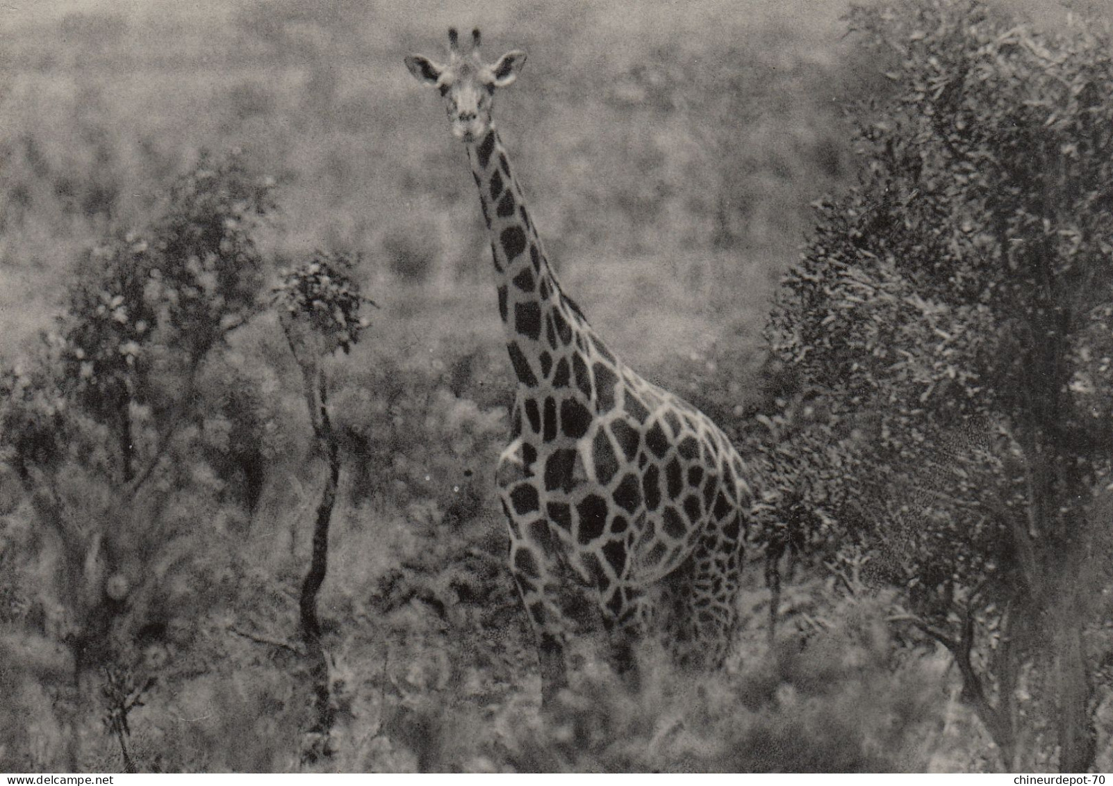 GIRAFFE  CONGO BELGE - Giraffen