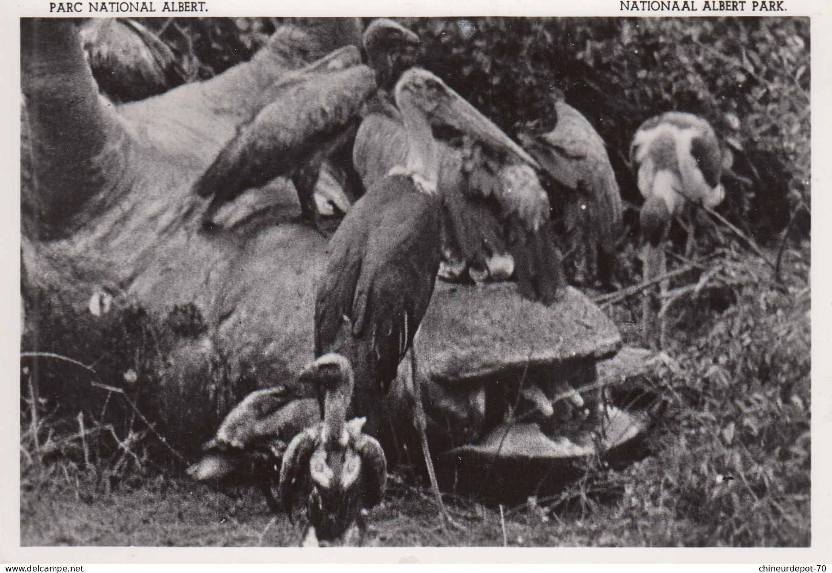 VULTURES AND MARABOU STORKS CONGO BELGE - Oiseaux