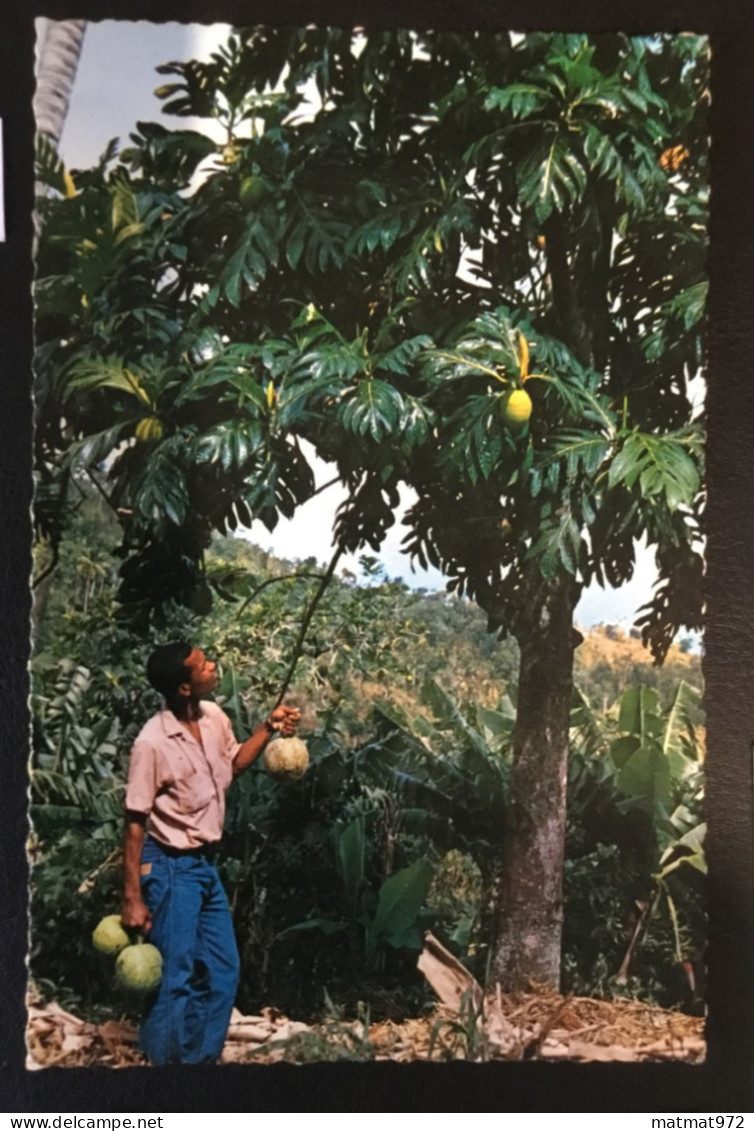 LOT 7: 5 Cartes Postales Anciennes De MARTINIQUE. Bon état. - Sonstige & Ohne Zuordnung