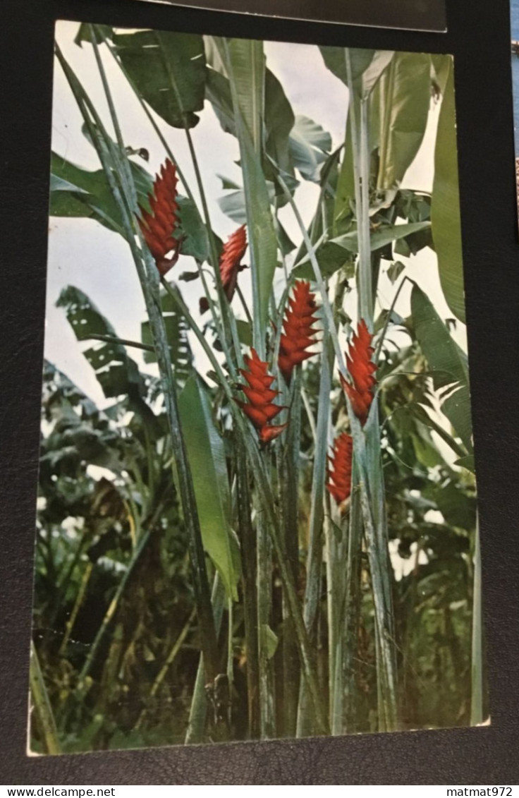 LOT 8: 5 Cartes Postales Anciennes De MARTINIQUE. Bon état. - Autres & Non Classés