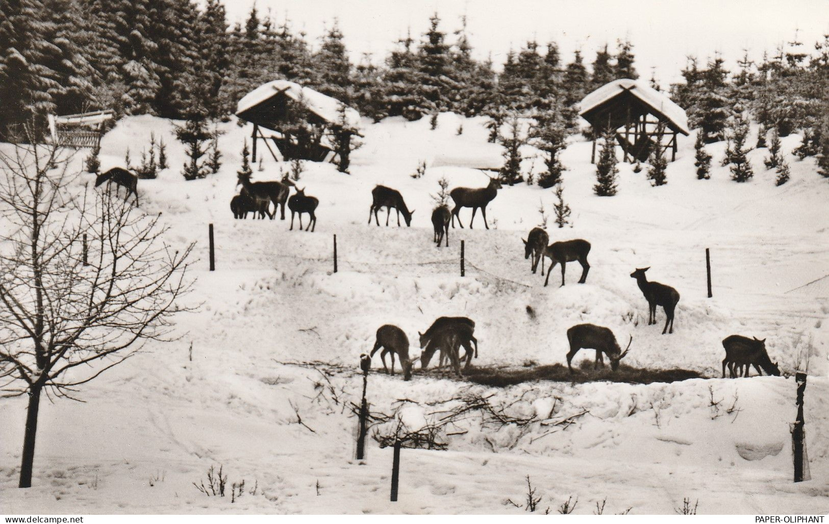 3389 BRAUNLAGE, Gaststätte Königskrug, Wildfütterung, 196 - Braunlage