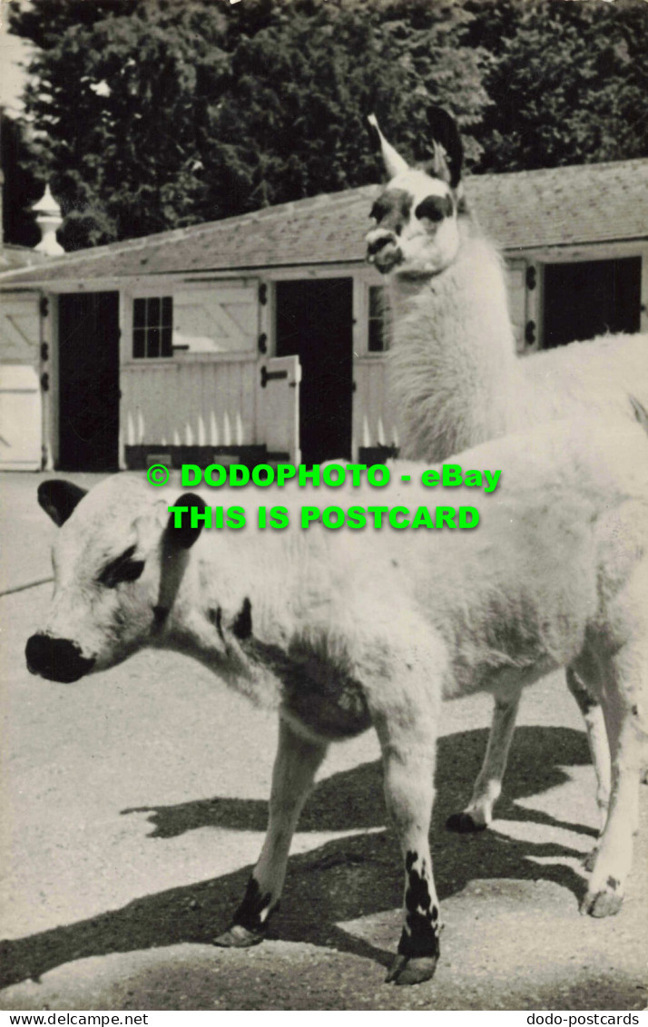 R560538 Woburn Abbey. Pets Corner. Chartley Calf And Llama. English Life Publica - Monde