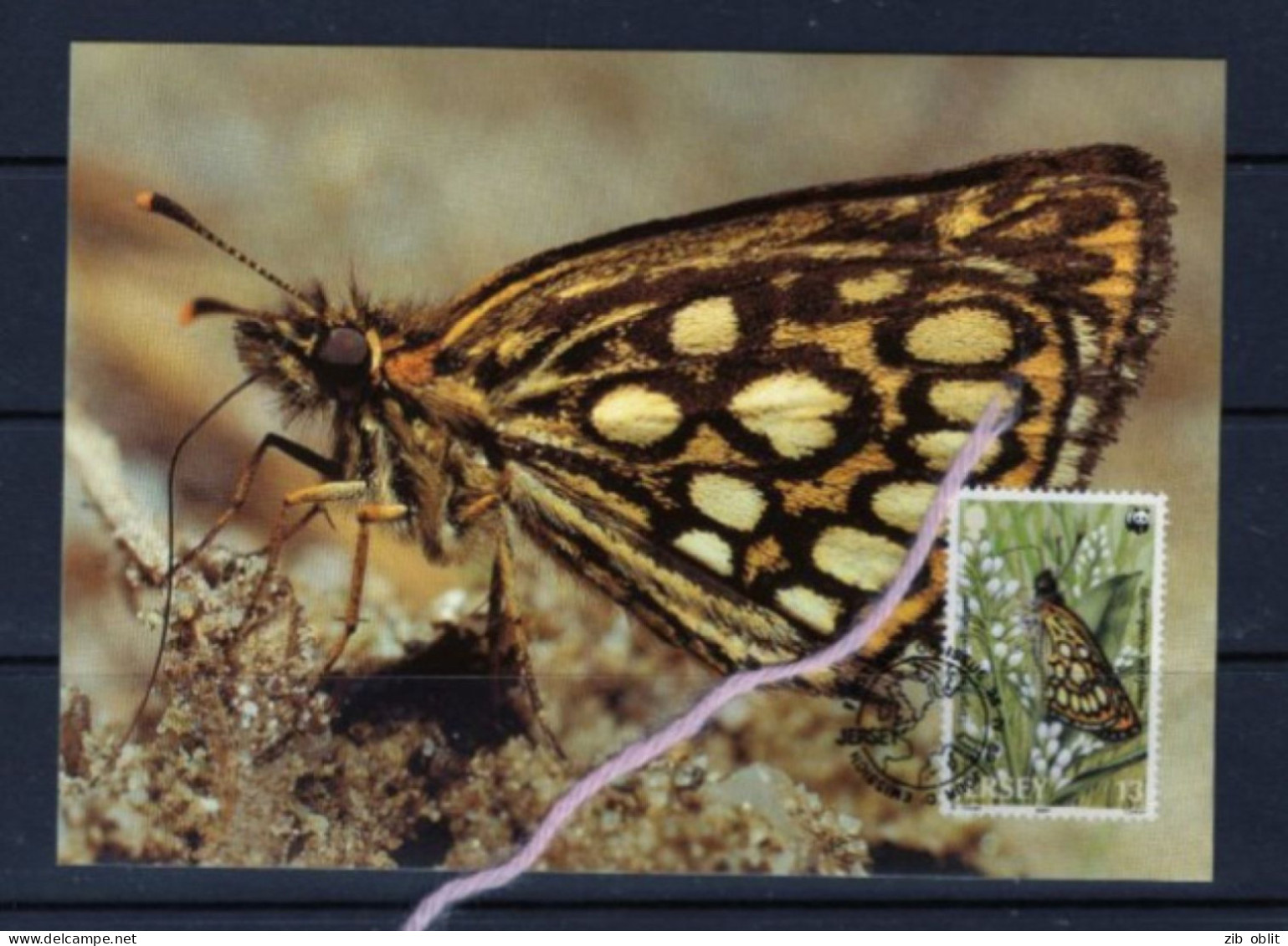 (alm) JERSEY CARTE MAXIMUM  PAPILLON BUTTERFLY - Schmetterlinge