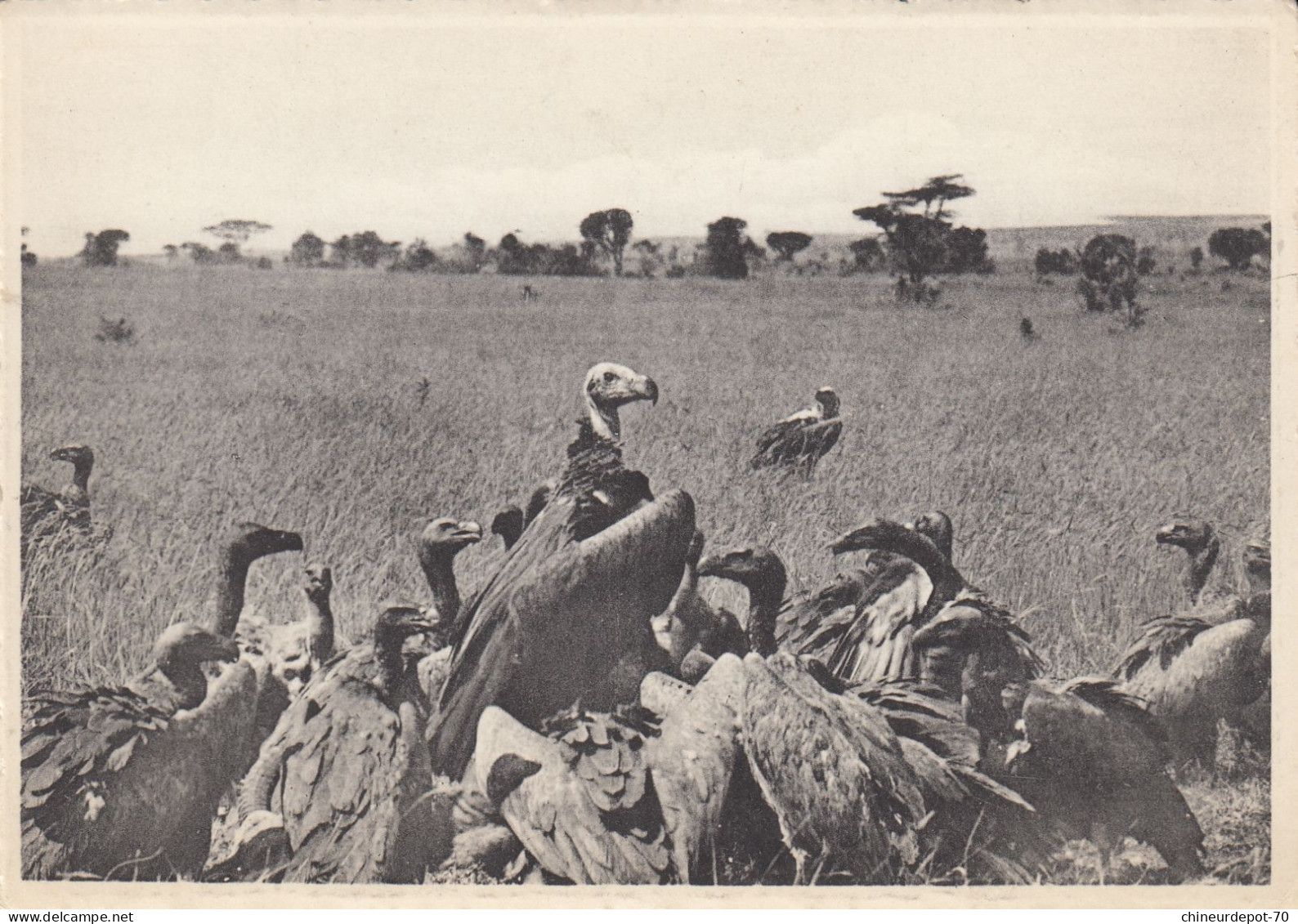 VULTURES VAUTOURS PLAIN OF LAKE EDWARD CONGO BELGE - Birds