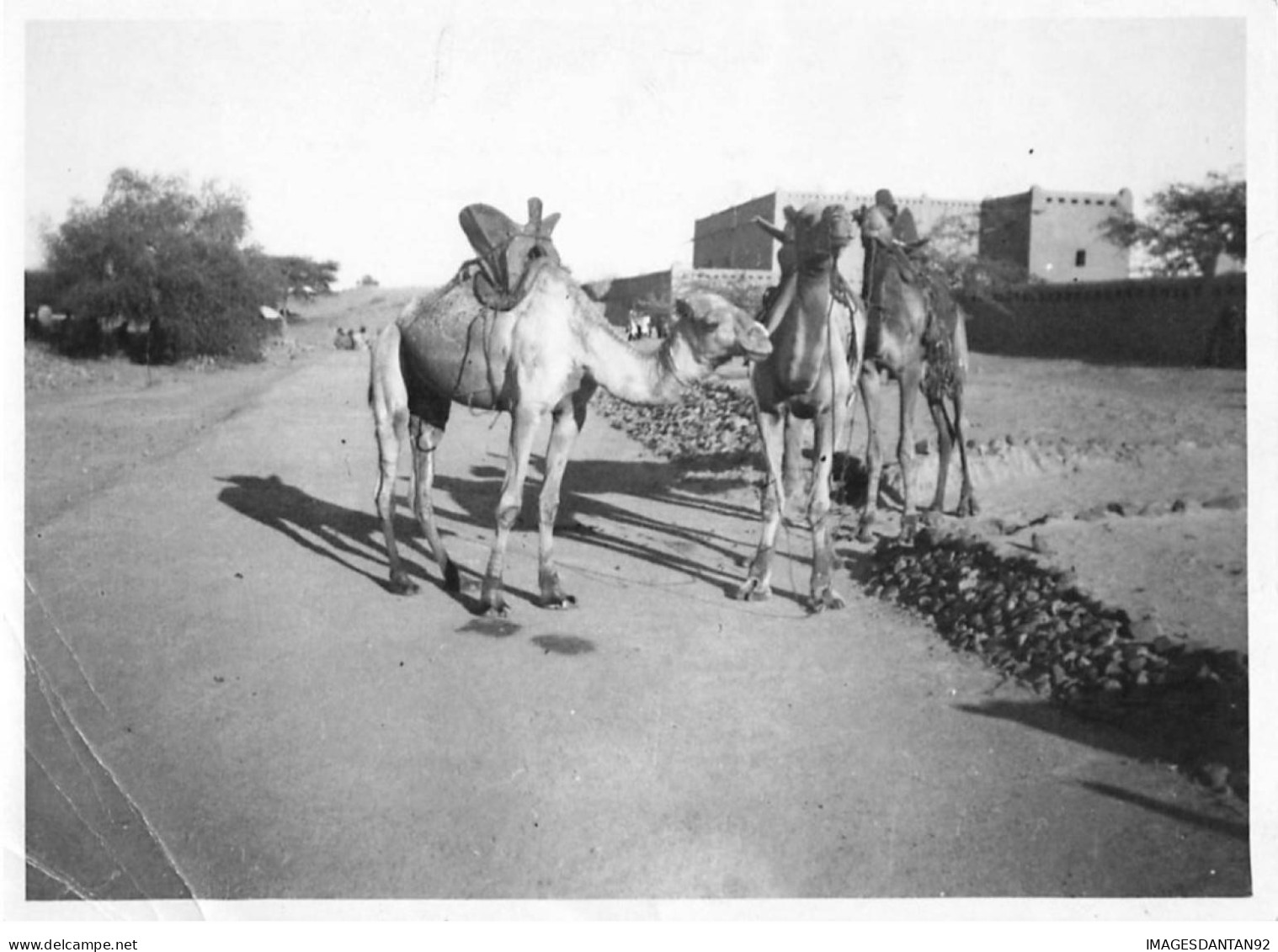 SOUDAN FRANCAIS #FG57020 AOF GOUNDAM CHAMEAUX PHOTOGRAPHIE 17.5X12.5 CM - Soedan