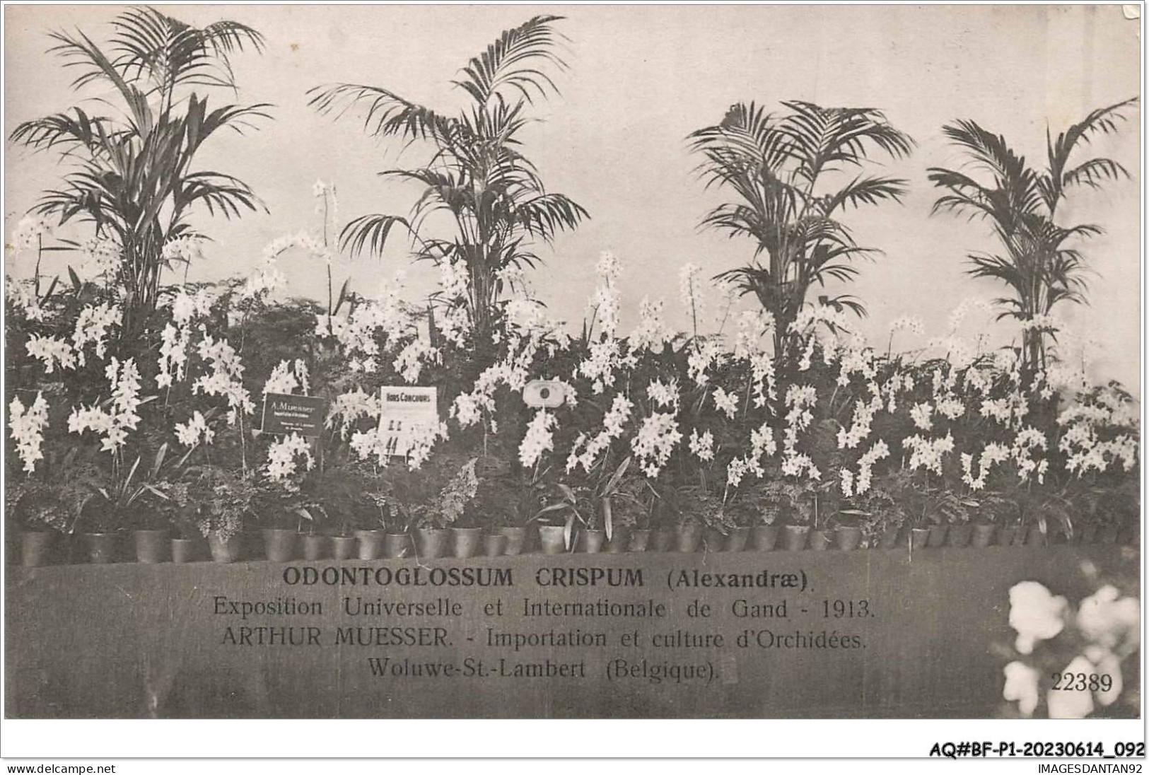 AQ#BFP1-BELGIQUE-0047 - GAND - Exposition Universelle Et Internationale - Odontoglossum Crispum WOLUWE ST LAMBERT - Expositions Universelles