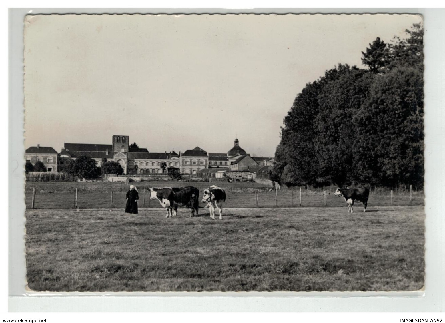 44 SAINT GILDAS DES BOIS COMMUNAUTE VUE GENERALE VACHES EN PATURAGE EDIT LESCUYER - Altri & Non Classificati