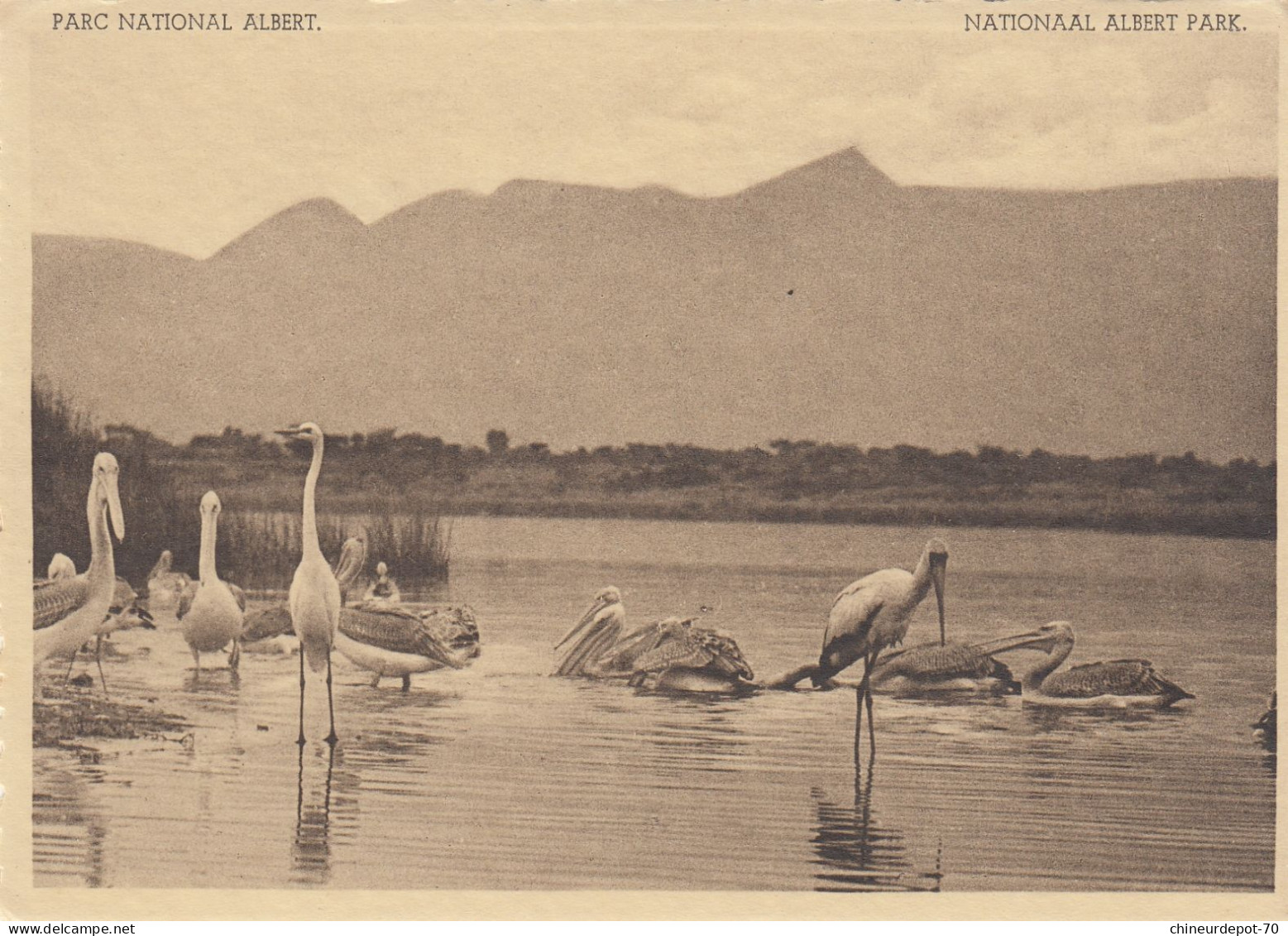 PELICANS AIGRETTES TANTALE IBIS LAC  EDWARD CONGO BELGE - Birds