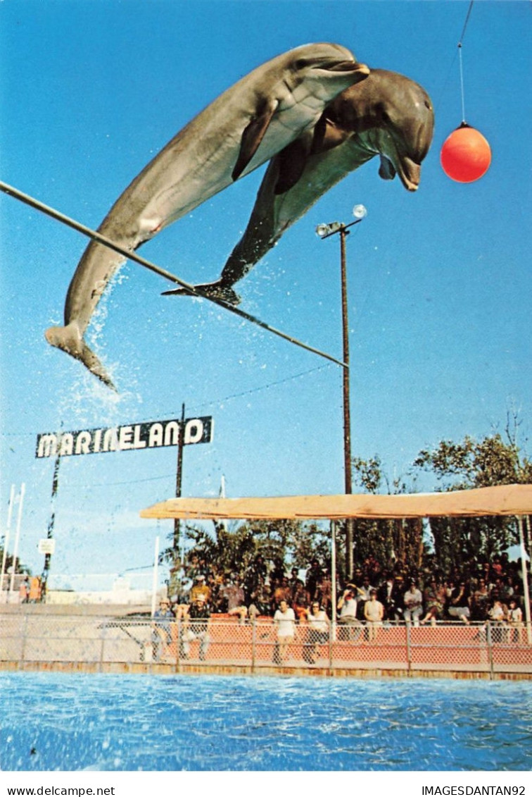 06 ANTIBES #22133 MARINELAND ROUTE DE BIOT DAUPHINS SAUT GROUPE A 5 METRES PARC AQUATIQUE - Andere & Zonder Classificatie