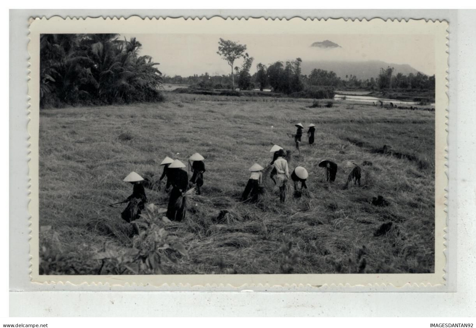 TONKIN INDOCHINE VIETNAM SAIGON #18539 NHA TRANG NHATRANG FENAISON AGRICULTURE CARTE PHOTO - Vietnam