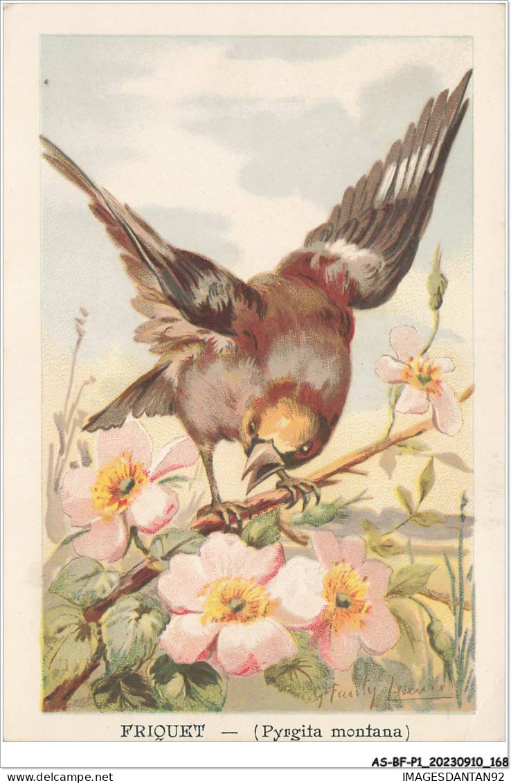 AS#BFP1-0085 - Animaux - Oiseaux - Friquet - Uccelli