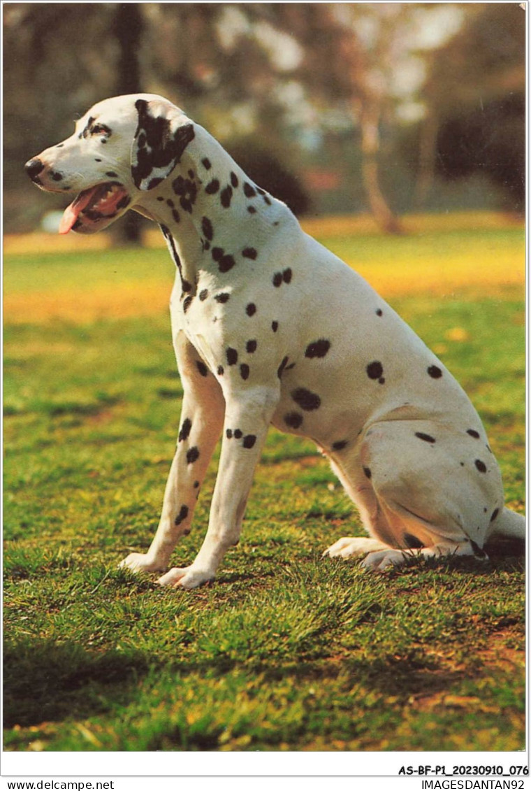 AS#BFP1-0039 - Animaux - Chien - Dalmatien Assis - Hunde