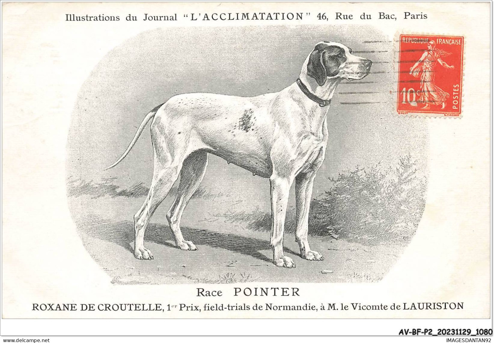 AV-BFP2-0727 - ANIMAUX - Chien - Race Pointer, Roxanne De Croutelle - Illustrations Du Journal L'Acclimatation - Hunde