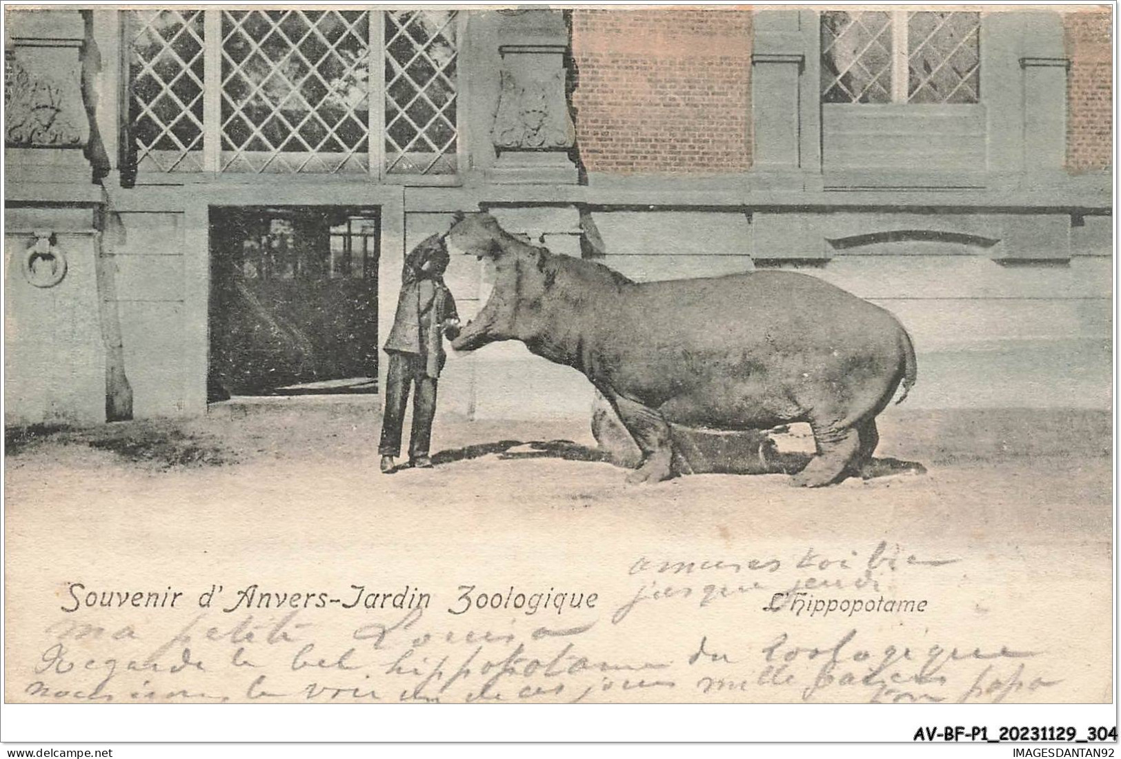 AV-BFP1-0153 - BELGIQUE - Souvenir D'Anvers Jardin Zoologique - L'hippopotame - Other & Unclassified