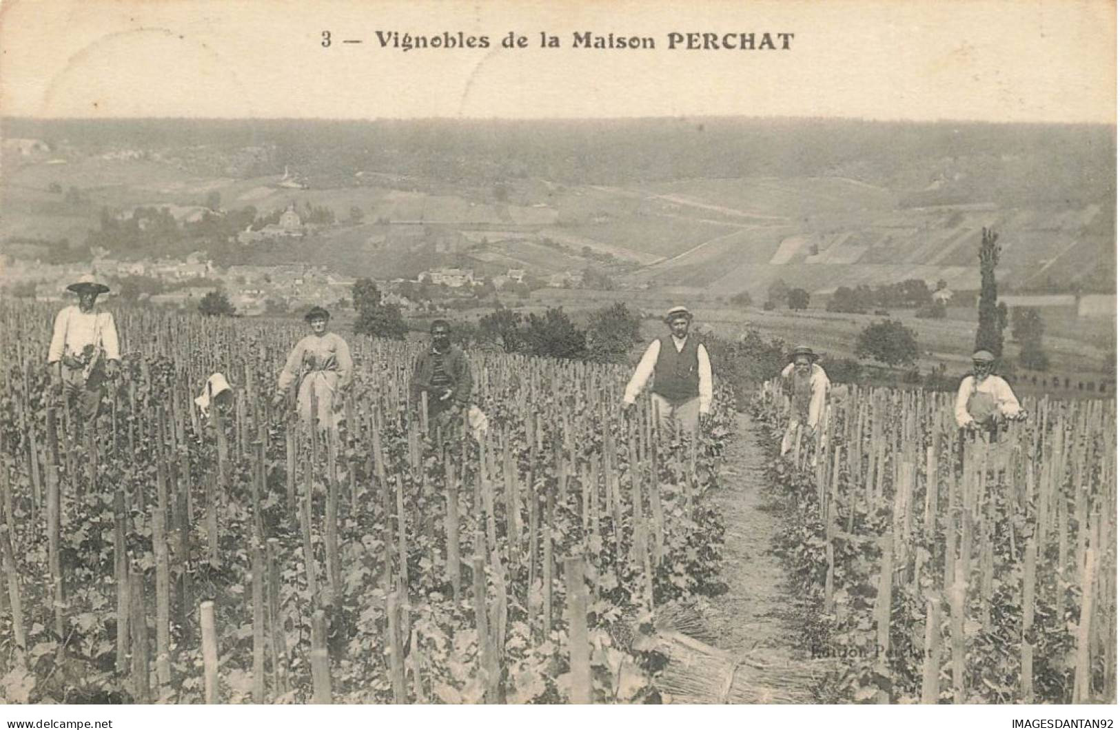 51 GRAUVES #FG56206 VIGNOBLES DE LA MAISON PERCHAT METIER VIGNES RECOLTE - Sonstige & Ohne Zuordnung