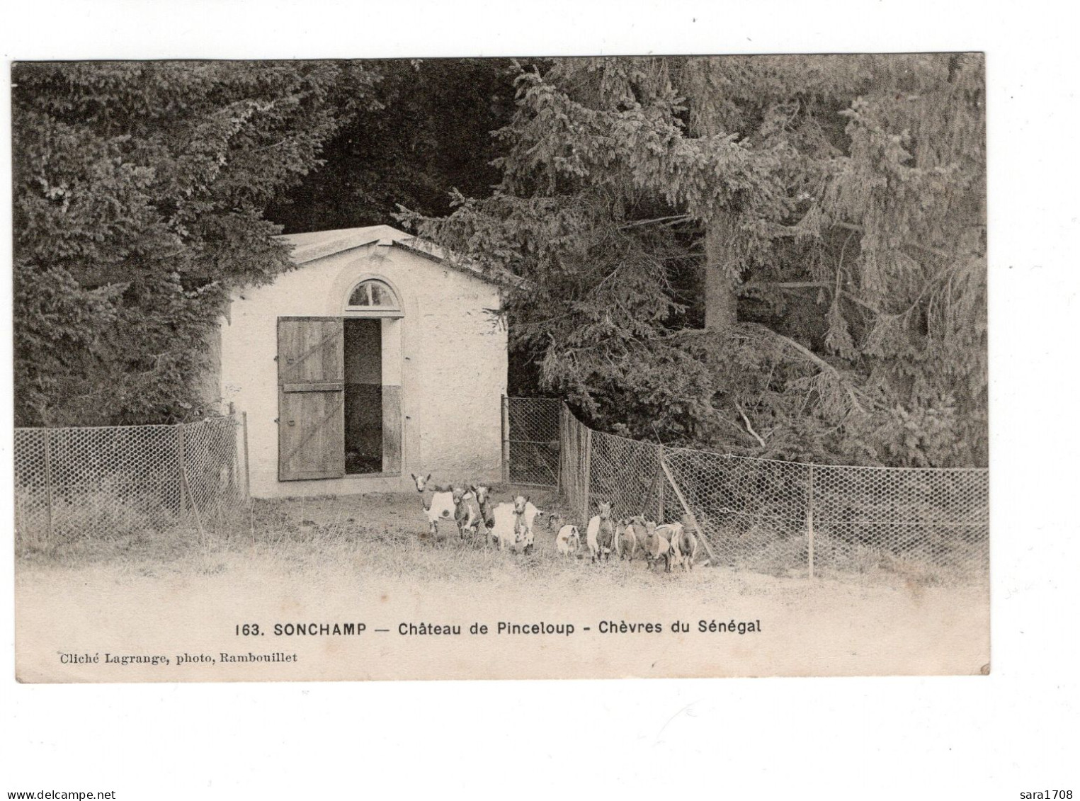 78 SONCHAMP, Château De Pinceloup, Chèvres Du Sénégal. - Sonstige & Ohne Zuordnung