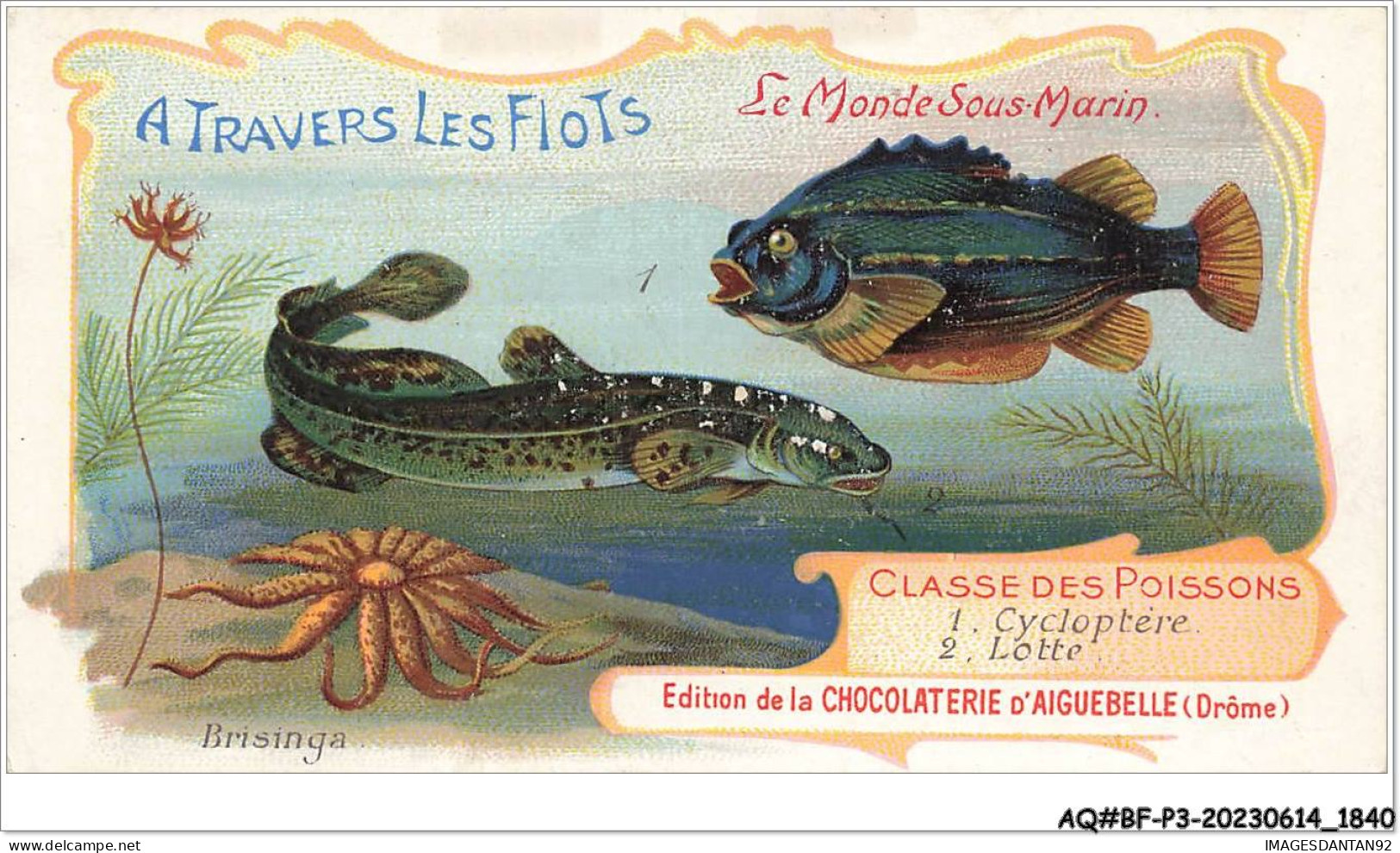 AQ#BFP3-CHROMOS-0918 - CHOCOLAT D'AIGUEBELLE - Le Monde Sous Marin - Classe Des Poissons   - Aiguebelle