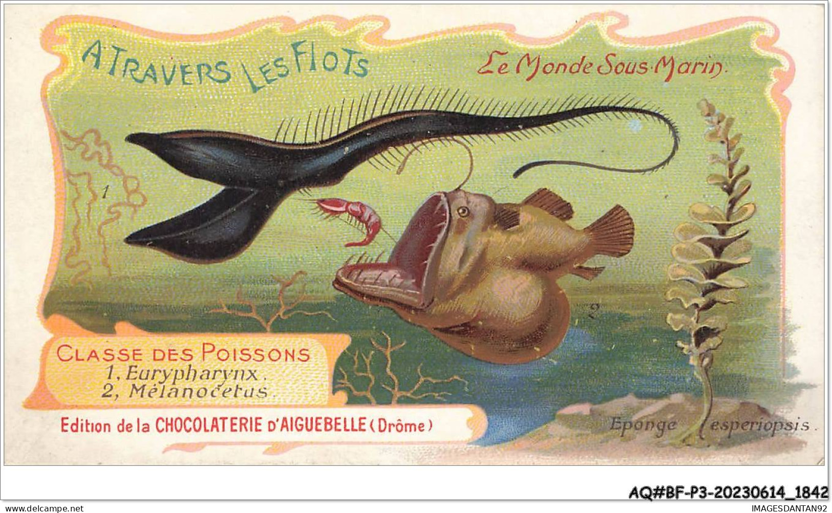 AQ#BFP3-CHROMOS-0919 - CHOCOLAT D'AIGUEBELLE - Le Monde Sous Marin - Classe Des Poissons  - Aiguebelle