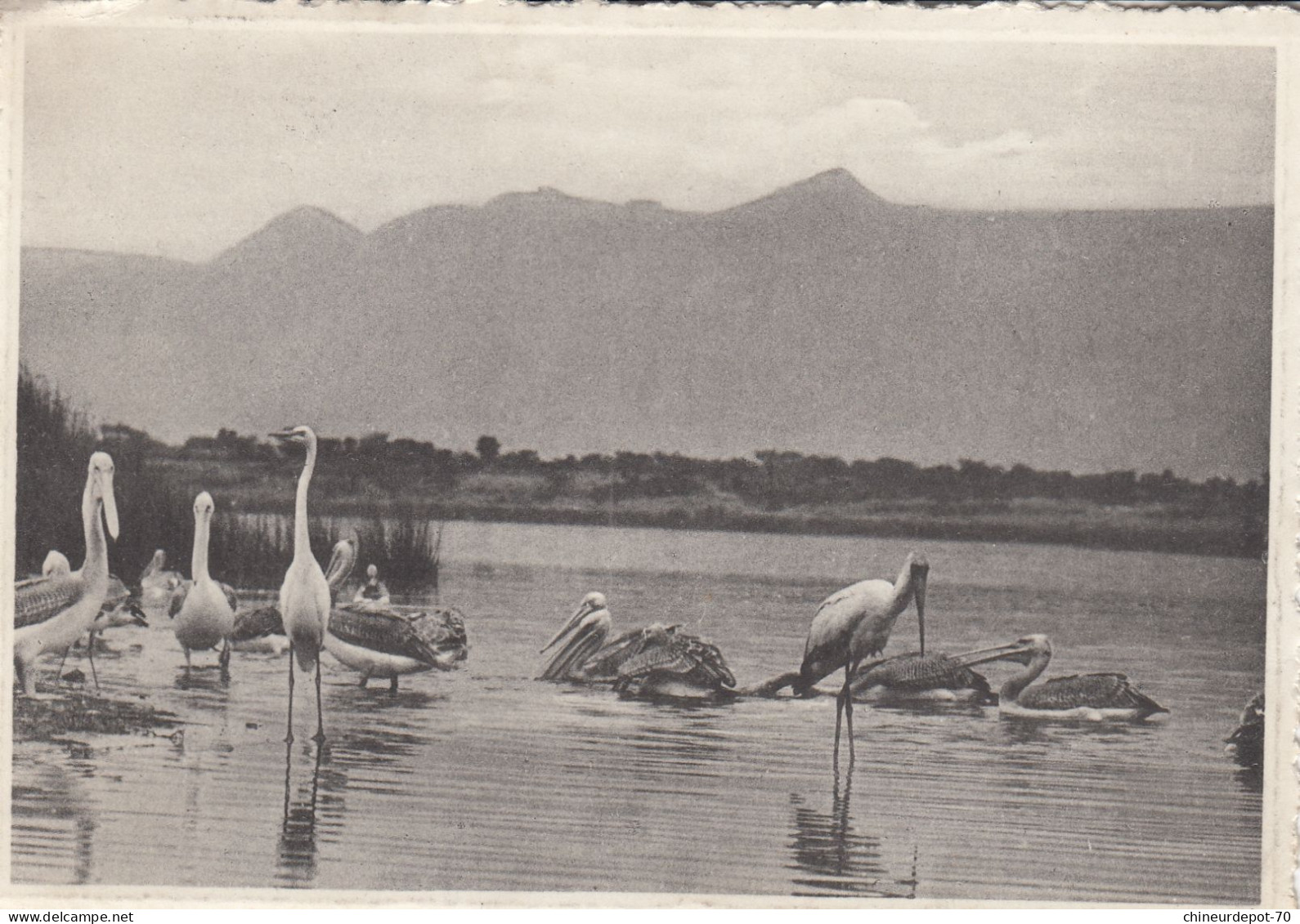 PELICANS AIGRETTES TANTALE IBIS  LAC  EDWARD CONGO BELGE - Birds