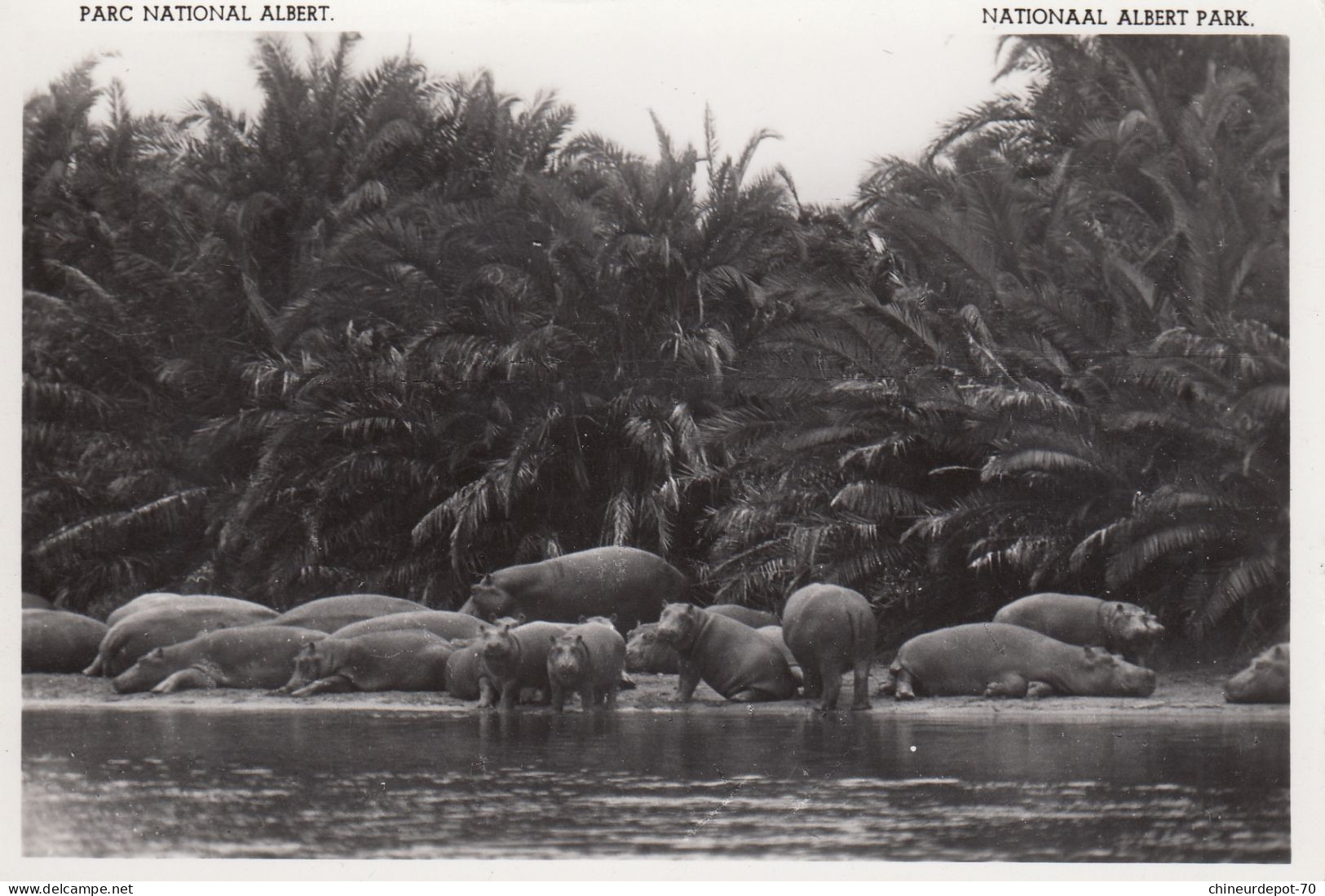 NIJLPAARDEN  HIPPOPOTAMES  EDWARD MEER VLAKTE CONGO BELGE - Hippopotamuses