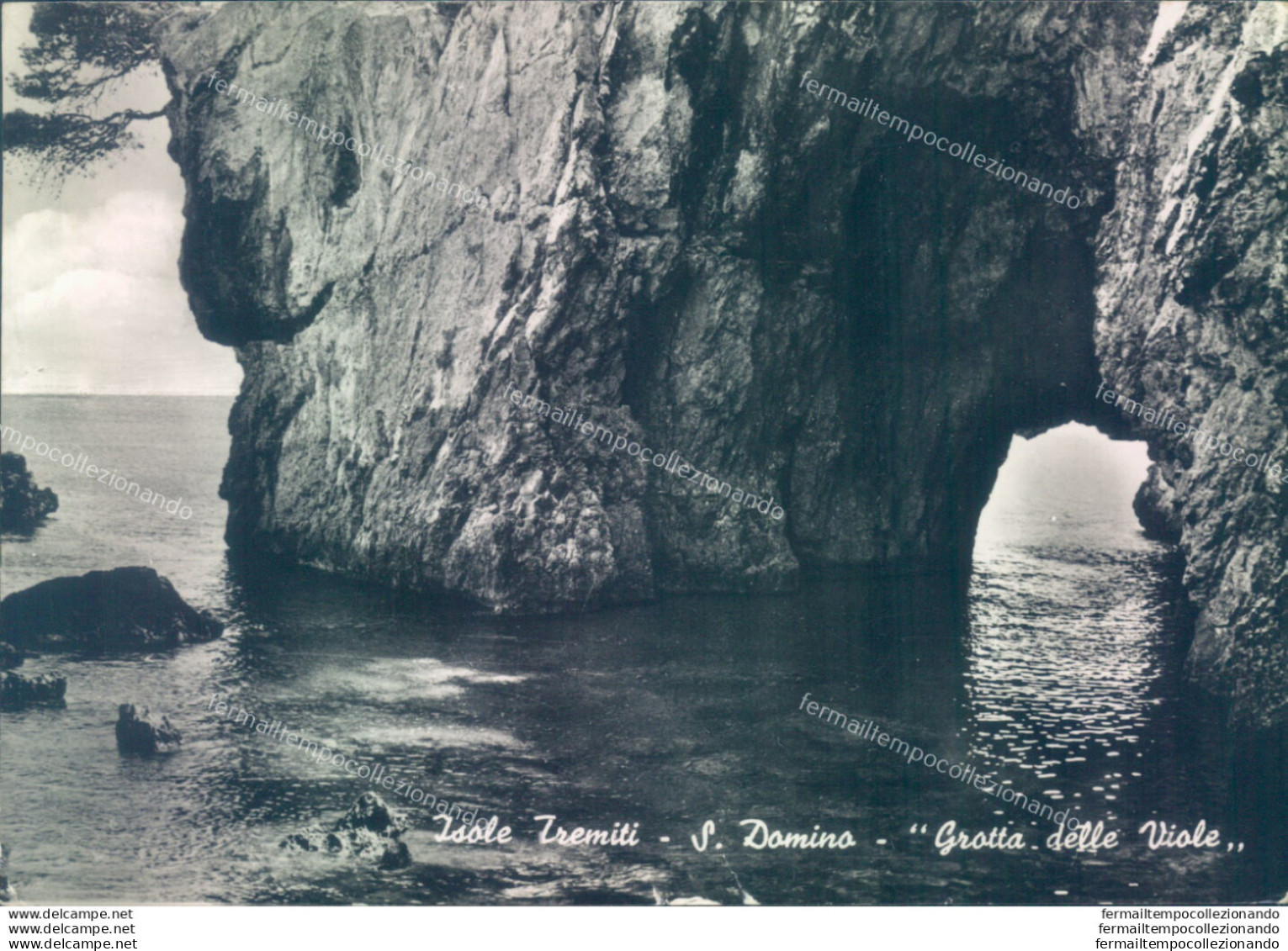 Z56 Cartolina Isole Tremiti S.domino Grotta Delle Viole Provincia Di Foggia - Foggia