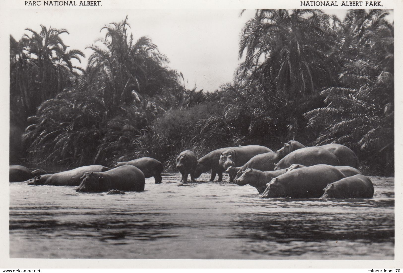 HIPPOPOTAMES PLAINE DU LAC  EDWARD CONGO BELGE - Hippopotamuses