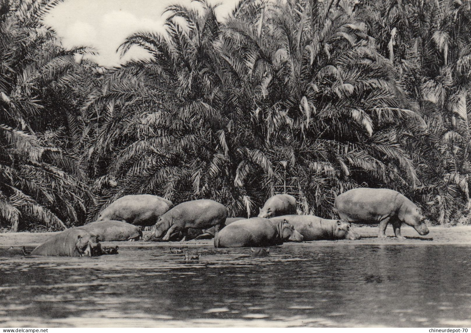 HIPPOPOTAMES BUGUGUPLAINE DU LAC EDOUARD CONGO BELGE - Flusspferde