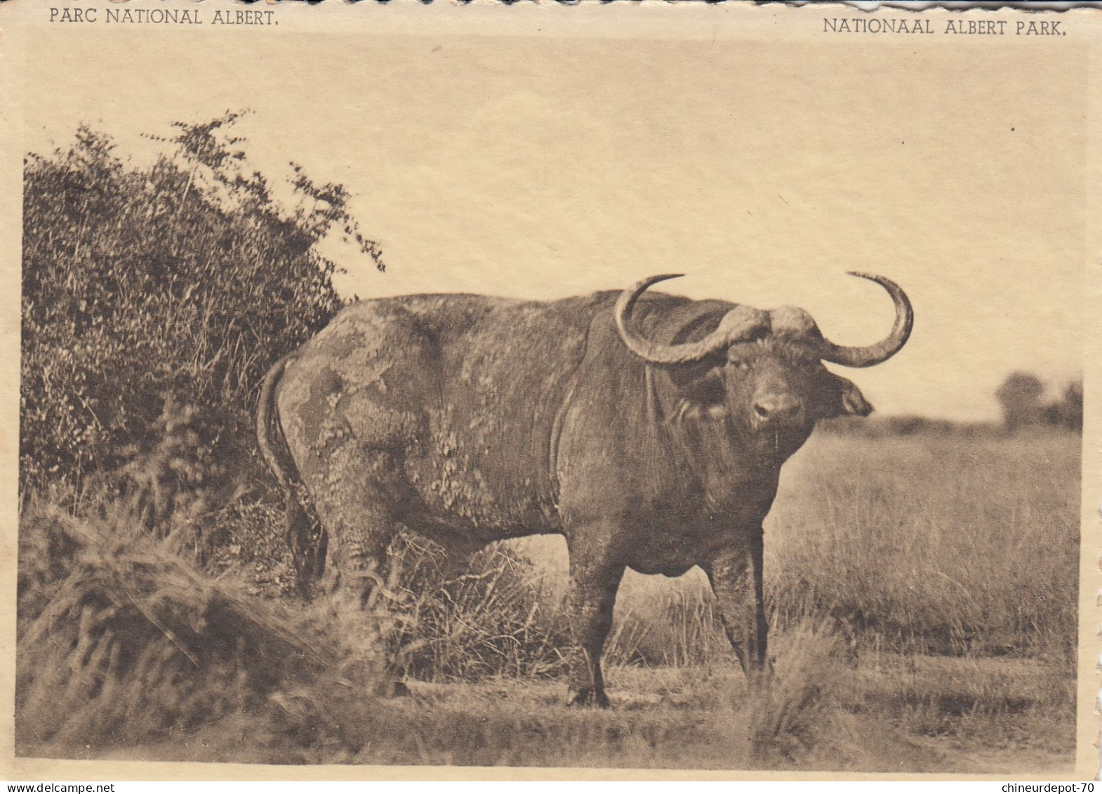 BUFFLE PLAINE DU LAC  EDOUARD CONGO BELGE - Other & Unclassified