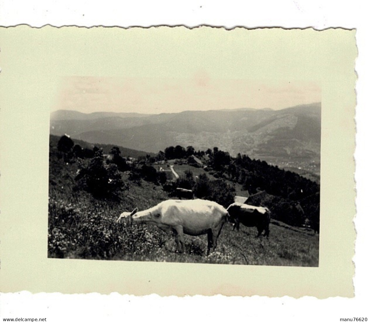 Ref 1 - Photo :  Hohrodberg ,pasturage Le Kleinkopf ,  Alsace  - France . - Europa