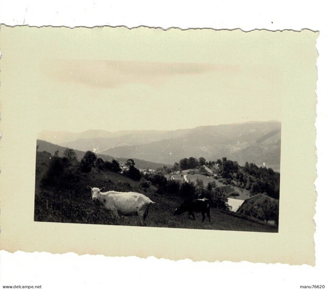 Ref 1 - Photo :  Hohrodberg ,pasturage Le Kleinkopf ,  Alsace  - France . - Europa