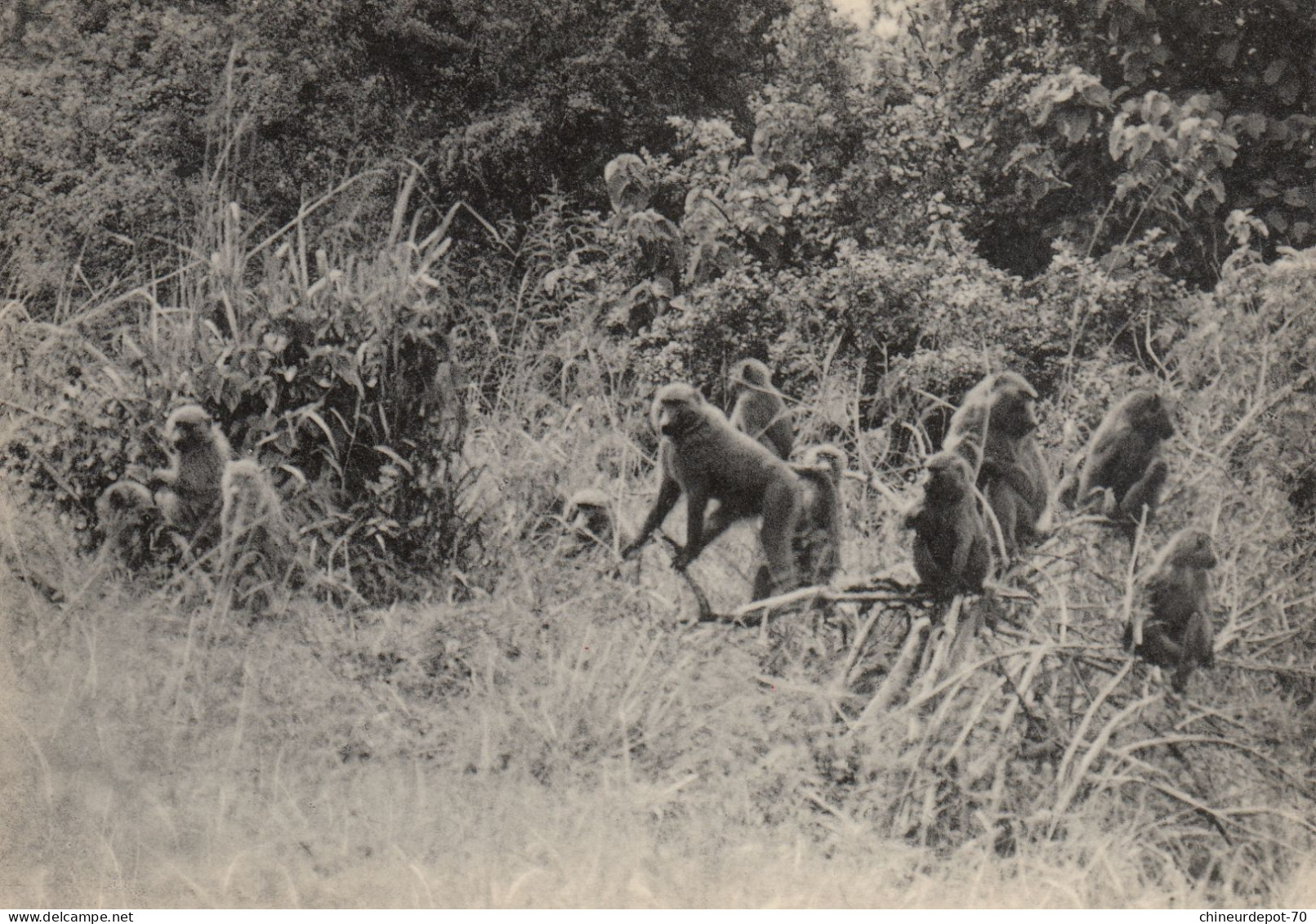 GROUPE DE CYNOCEPHALES PLAINE DU LAC EDOUARD CONGO BELGE - Monos