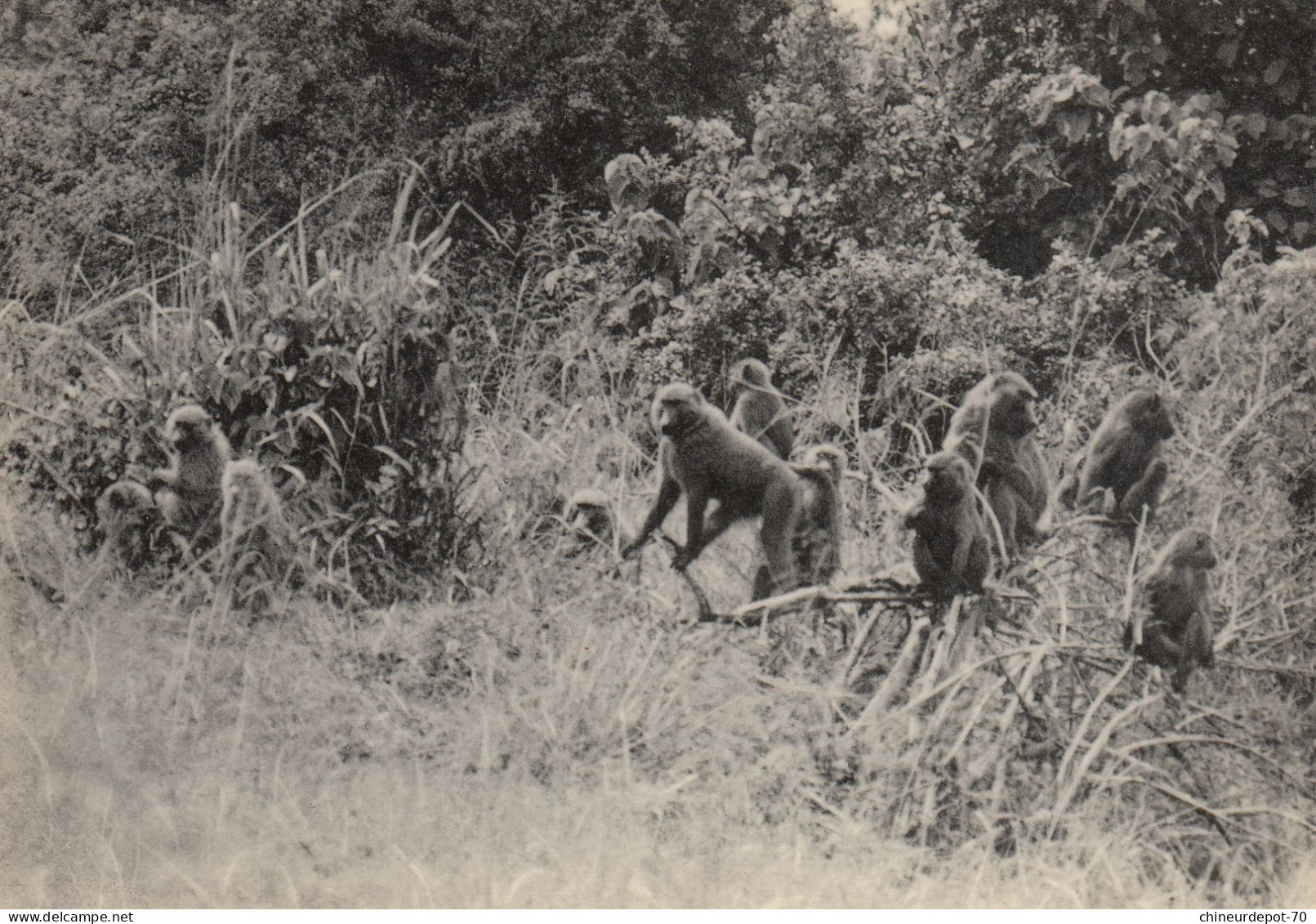 GROUPE DE CYNOCEPHALES PLAINE DU LAC EDOUARD CONGO BELGE - Affen