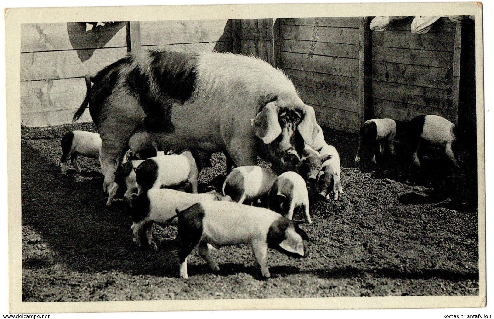 1.12.29 GERMANY, PIGS, 1939, POSTCARD - Maiali