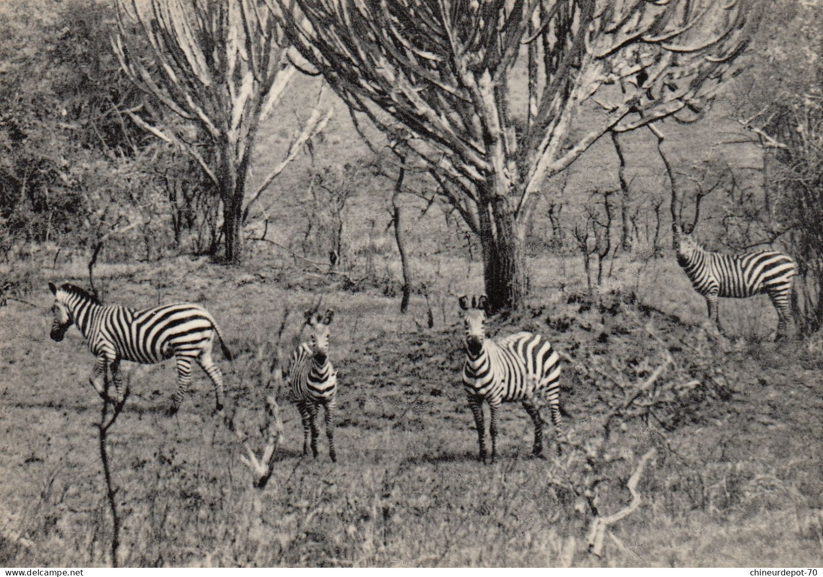 ZEBRES  DANS LA PLAINE URUWITA RUANDA  CONGO BELGE - Zebra's