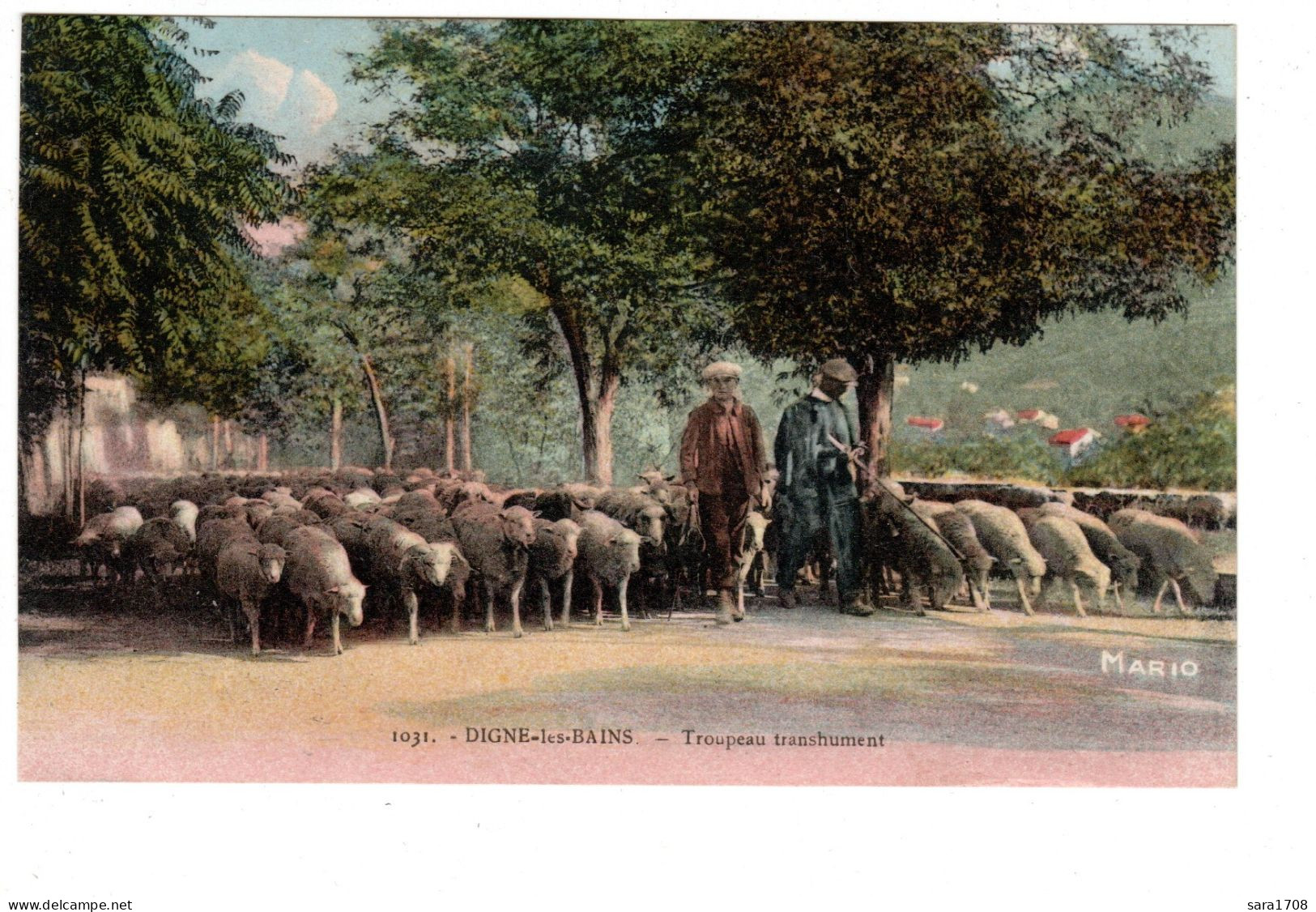 04 DIGNE, Troupeau En Transhumance. 2 SCAN. - Digne