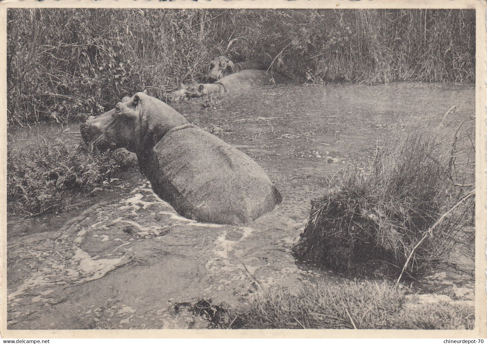 HIPPOPOTAMES  PLAIN OF LAKE  EDWARD  CONGO BELGE - Hippopotamuses