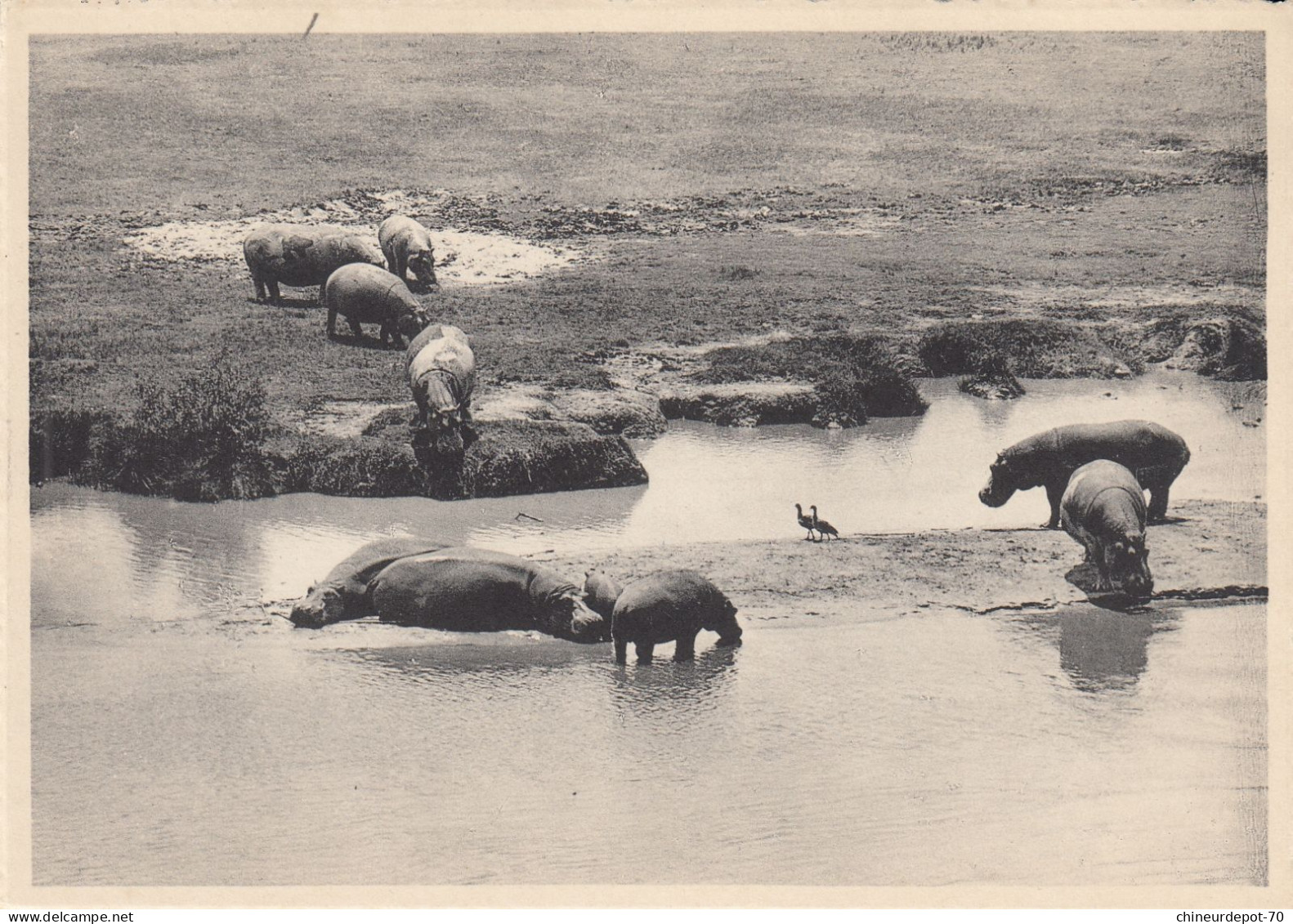 HIPPOPOTAMES ET OIES D EGYPTE  PLAINE DU LAC  EDOUARD  CONGO BELGE - Hippopotames