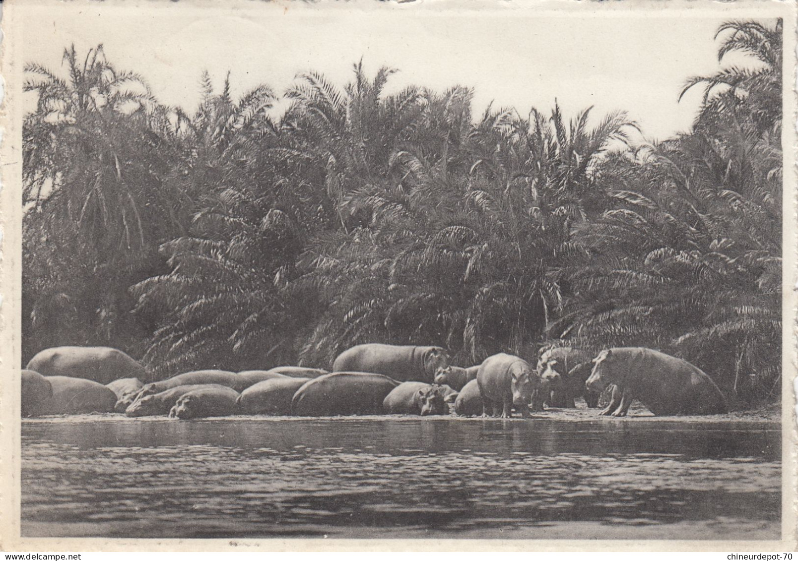 HIPPOPOTAMES PLAINE DU LAC  EDOUARD  CONGO BELGE - Nijlpaarden