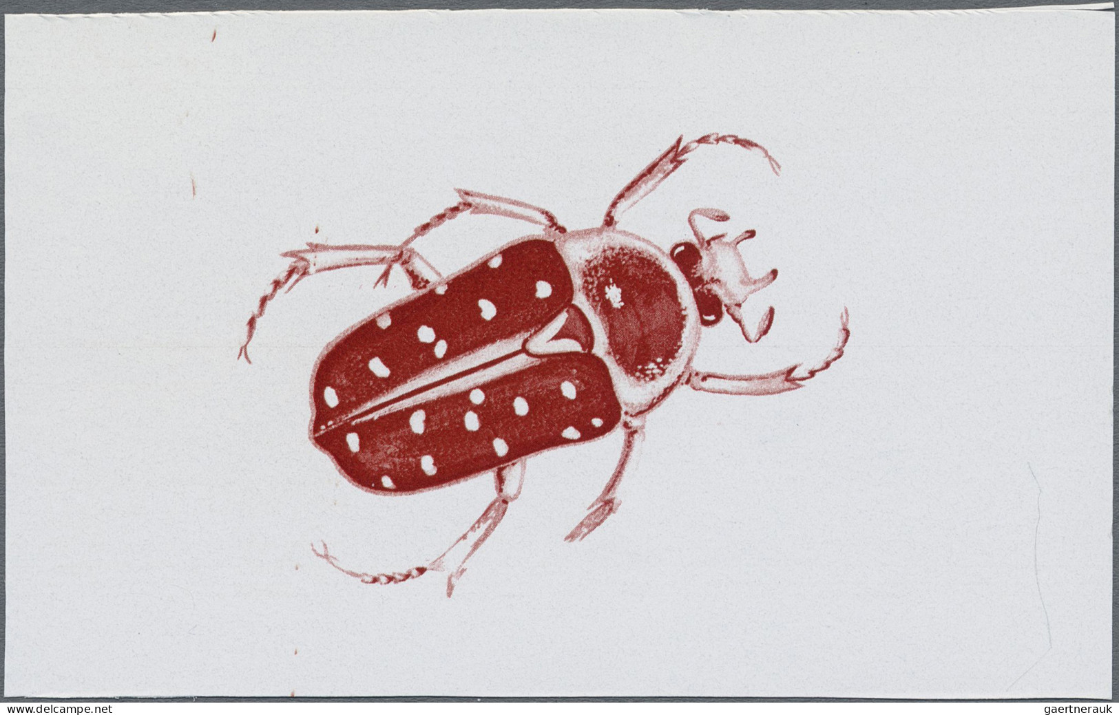 Thematics: animals-insects: 1970, Burundi. Stephanorrhina guttata. Lot with 5 st