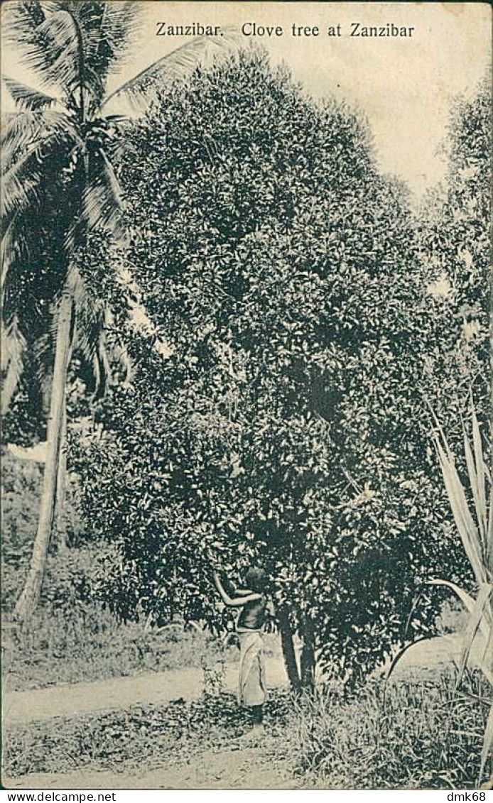 TANZANIA - ZANZIBAR - CLOVE TREE AT ZANZIBAR - PHOTO. COUTHINHO & SONS - 1910s  (12603) - Tanzanie